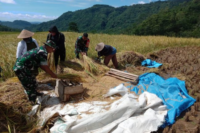 Danramil  beserta anggota Melaksanakan Panen Raya Padi