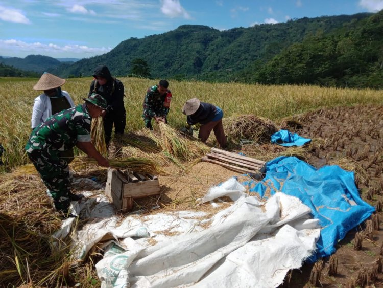 Danramil  beserta anggota Melaksanakan Panen Raya Padi