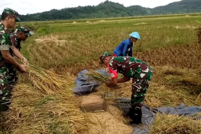 Babinsa Kodim 0704/Banjarnegara melaksanakan pendampingan panen Padi