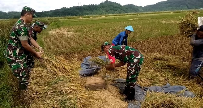 Babinsa Kodim 0704/Banjarnegara melaksanakan pendampingan panen Padi