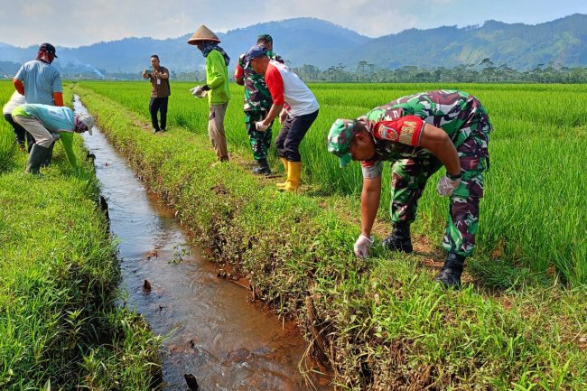 BABINSA TURUN KESAWAH BASMI HAMA TIKUS.