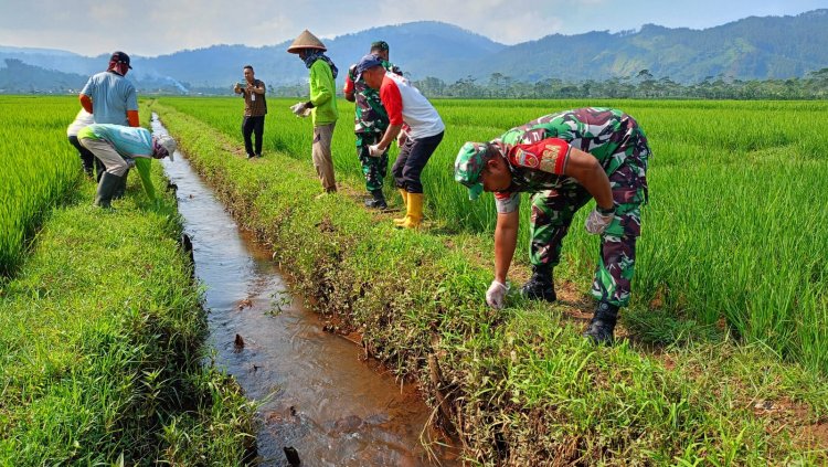 BABINSA TURUN KESAWAH BASMI HAMA TIKUS.